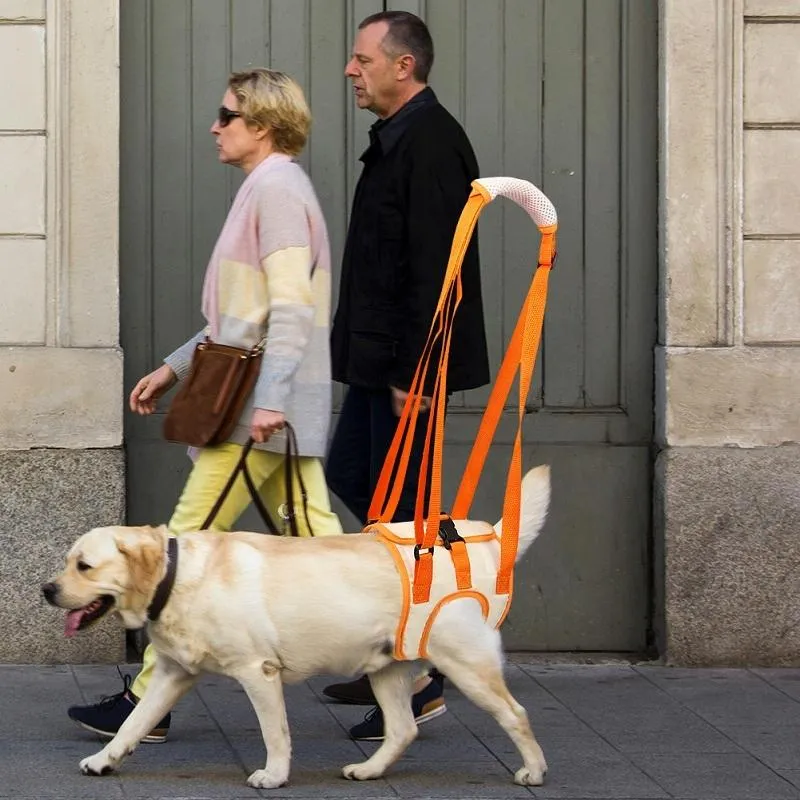 Assistive Belt For Elderly Dogs With Front Leg Disabilities