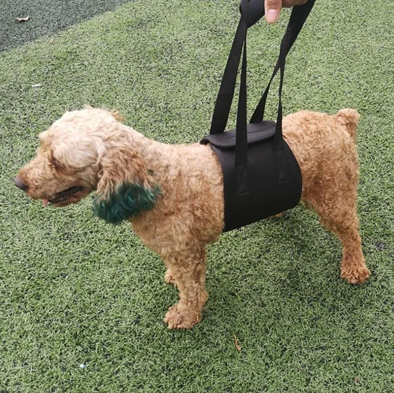 Assistive Dog Belt For Elderly Or Disabled Dogs Size L